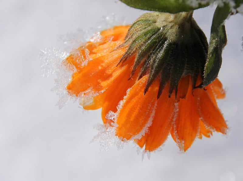 Marigold Flower