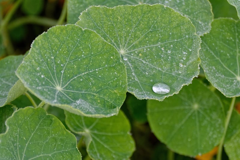 Nasturtiums in an urban garden