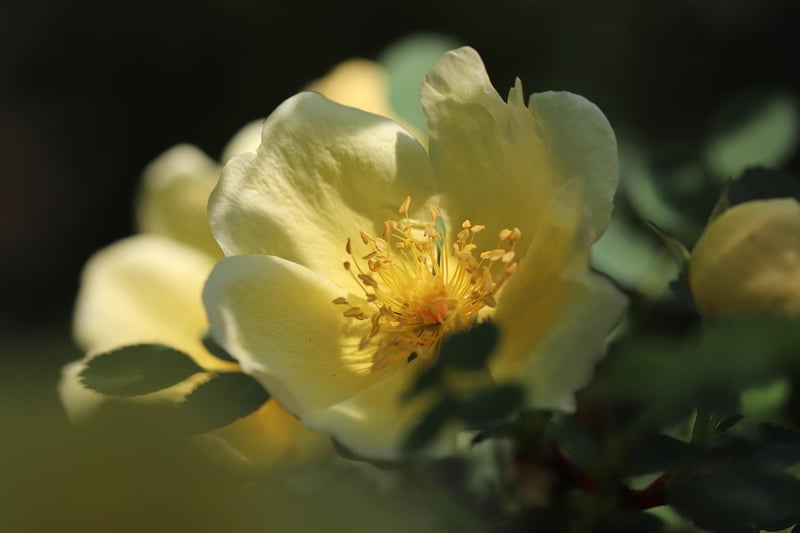 Roses in an urban garden